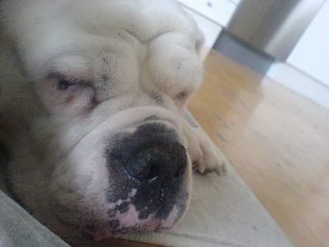 Olde english bulldogge Cæzar 'død' billede 7