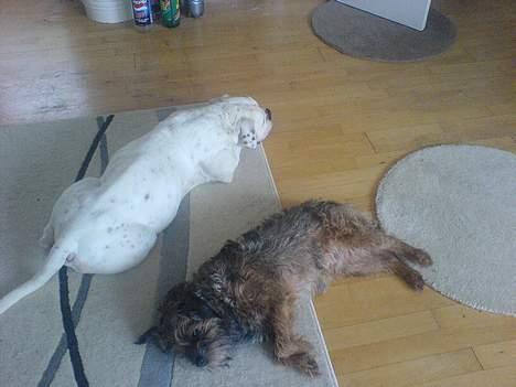 Olde english bulldogge Cæzar 'død' billede 8