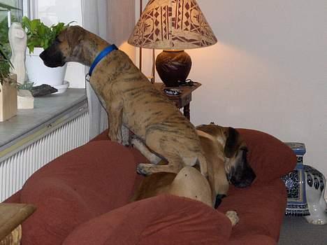 Grand danois Great Dane's Aihsa - hallo hvad sker der ???? billede 3