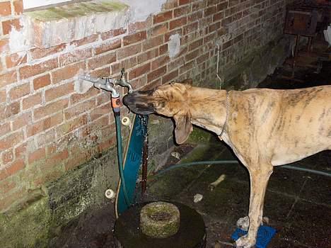 Grand danois Great Dane's Aihsa - ingen skal sige min hund ikke får frisk vand billede 4