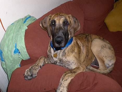 Grand danois Great Dane's Aihsa billede 5