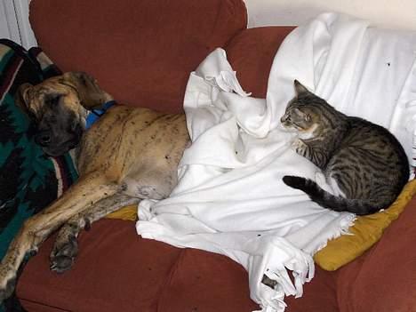 Grand danois Great Dane's Aihsa - nu ligger du bare stille Aihsa  billede 6