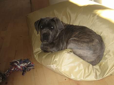 Cane corso Apollo R.I.P - Lille Apollo i sin nye seng billede 12