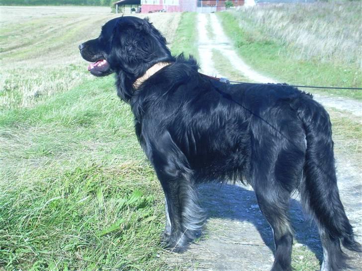 Blanding af racer Bastian. billede 7