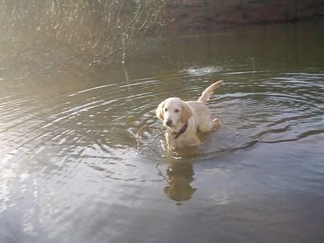 Golden retriever chico billede 20