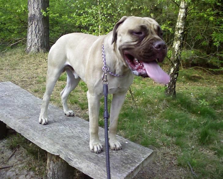 Bullmastiff Bufas billede 2