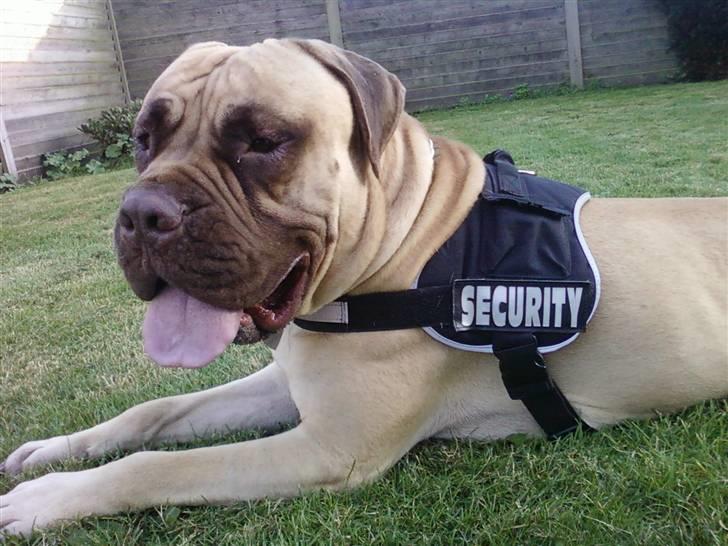 Bullmastiff Bufas billede 3