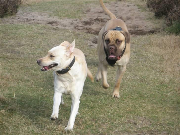 Bullmastiff Bufas billede 4