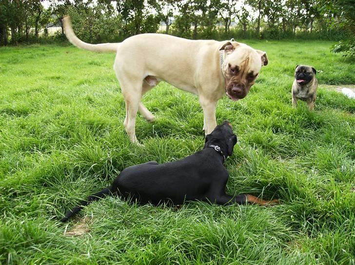 Bullmastiff Bufas billede 5