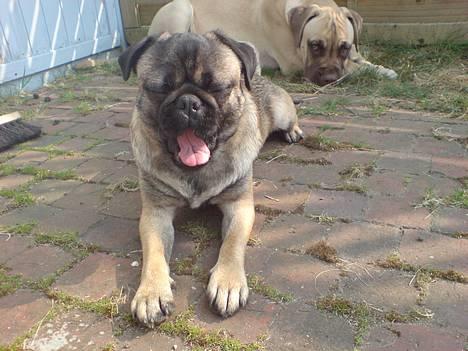 Blanding af racer Louis billede 15