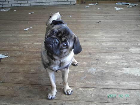 Blanding af racer Louis billede 16