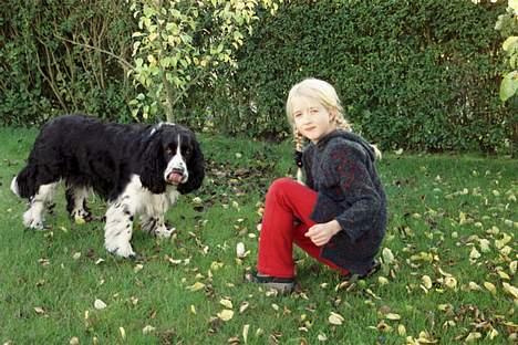 Engelsk springer spaniel Mirocchi (Louis) - Gået bort - Louis som lige har spist en pære<3 Mmmmh, den smagte godt ;D Savner dig min egen<3 )´: (længe siden) billede 17