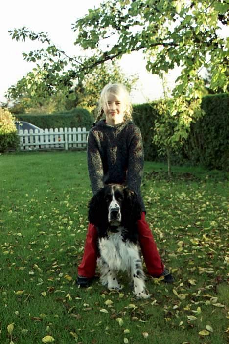 Engelsk springer spaniel Mirocchi (Louis) - Gået bort - Skat? You are wonderfull<3 Du er/var den bedste af alle<3 (længe siden) billede 19