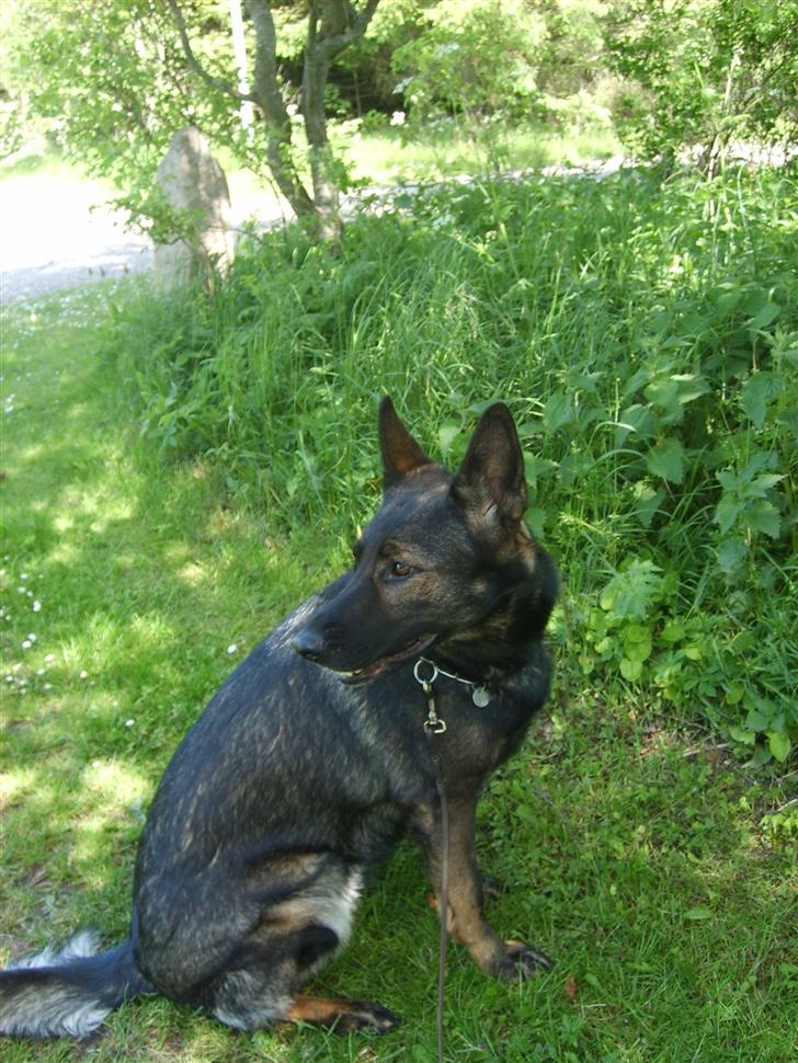 Schæferhund Tika - Lige frem model billede billede 15