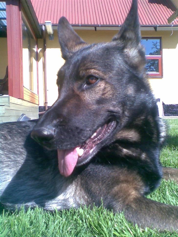 Schæferhund Tika - Tika, det er mig :) Den smukkeste billede 16