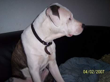 Amerikansk staffordshire terrier Kino(Grisen!) billede 6