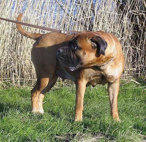 Bullmastiff Bullhouse Dina*Brak's*  - ihh moar...jeg vil ikke med på billedet...! billede 10