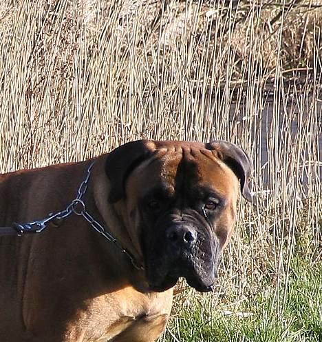 Bullmastiff Bullhouse Dina*Brak's*  - okay..hvis du ber´ pænt, så får du et LILLE smil...! billede 11