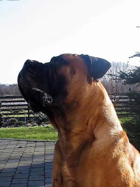 Bullmastiff Bullhouse Dina*Brak's*  - mums....Lakseguffer... billede 12