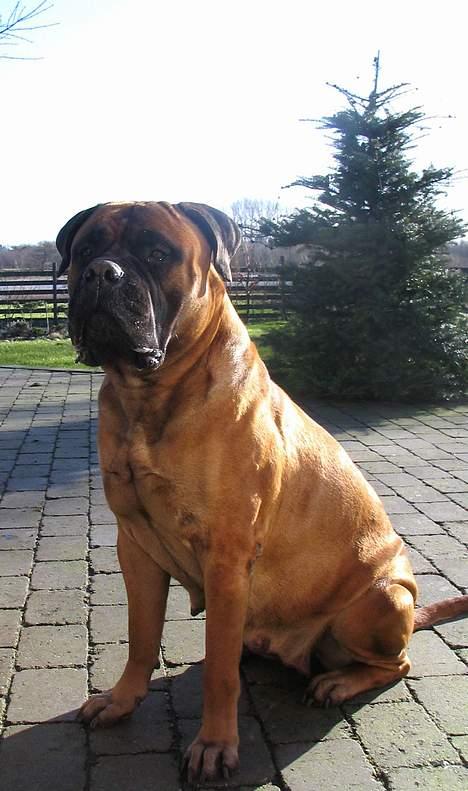 Bullmastiff Bullhouse Dina*Brak's*  - en slank Dina..hjemme efter travetur på mosen.. billede 13