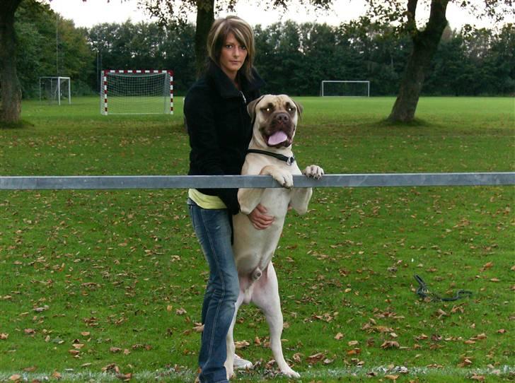 Bullmastiff Bufas billede 6