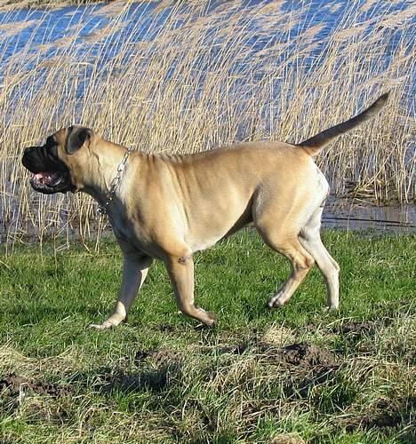 Bullmastiff Brak's MonteCalina/Maddie billede 15