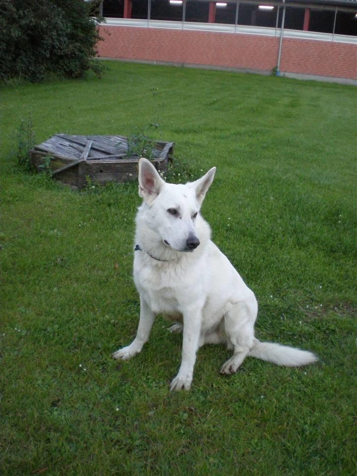 Hvid schæfer Qvikki billede 1