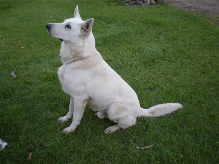 Hvid schæfer Qvikki - har lige været i bad.. det gider jeg ikk rigtig.. :-) billede 2