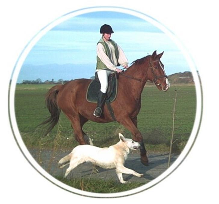 Hvid schæfer Qvikki billede 3