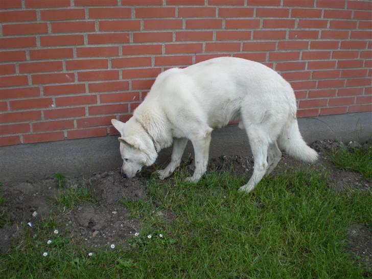 Hvid schæfer Qvikki - hva gemmer der sig der nede??? billede 4