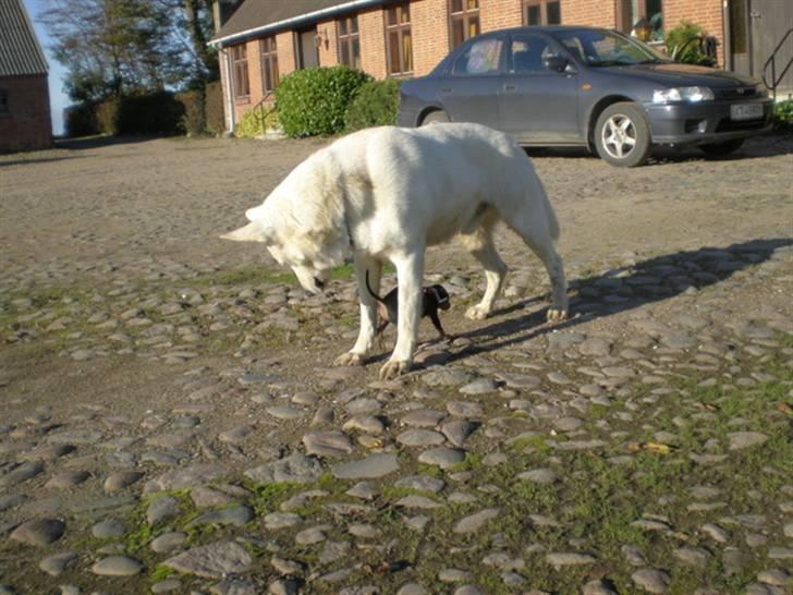 Hvid schæfer Qvikki - hov hvor blev Mini af..??? billede 5