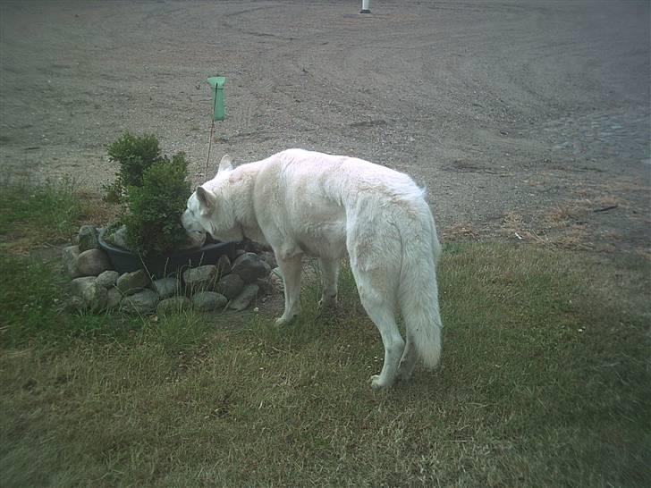 Hvid schæfer Qvikki billede 6