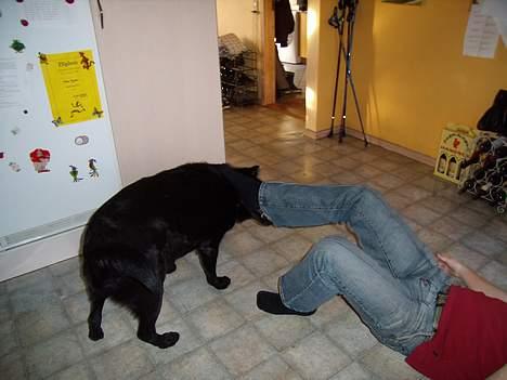 Labrador retriever bamse - her leger Michael og Bamse billede 1