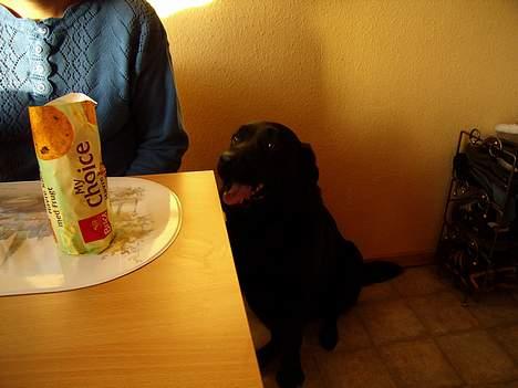 Labrador retriever bamse - Her venter Bamse på at få en godbid eller to billede 2