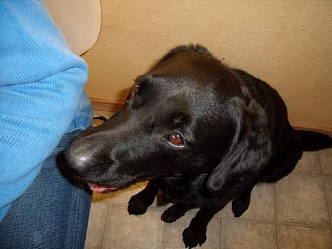 Labrador retriever bamse - Jeg skubber bare hvis de er for langsome billede 3