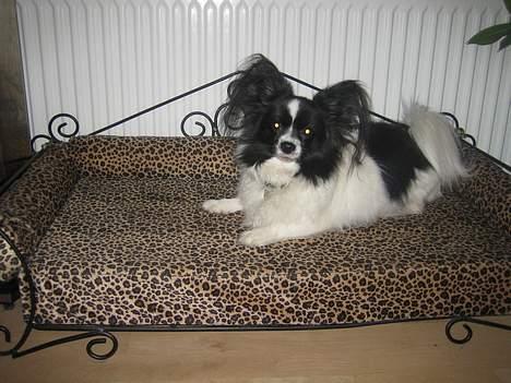 Papillon Balou - Man har vel egen sofa?.. billede 7