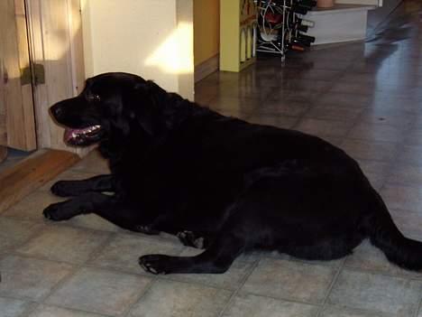 Labrador retriever bamse - puuuuuha billede 4