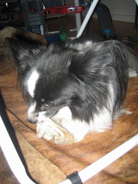 Papillon Balou - Du røre ikke mit tyggeben!! billede 8