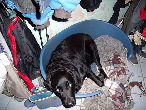 Labrador retriever bamse - åhhh her ligger jeg nå jeg keder mig billede 5