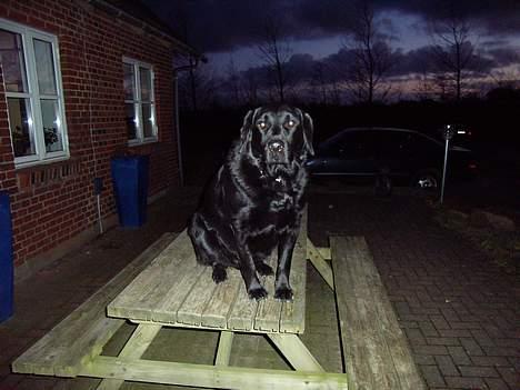 Labrador retriever bamse - min trone billede 6