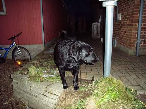 Labrador retriever bamse - her ligger jeg nå jeg får et eller andet jeg kan gnaske i billede 7