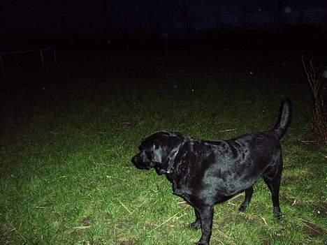 Labrador retriever bamse - dette er min legeplads billede 8