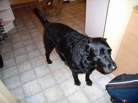 Labrador retriever bamse - hvad skal jeg lave billede 9