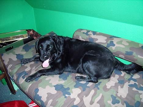 Labrador retriever bamse - puha det er håret at være hunden i huset billede 10