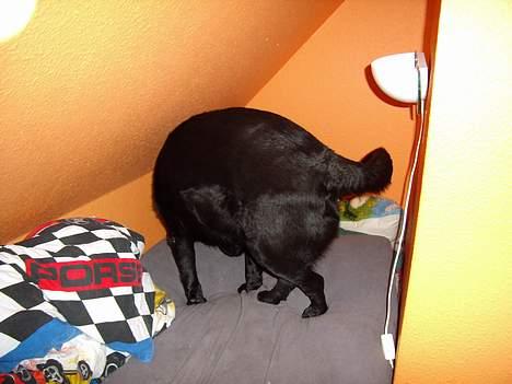 Labrador retriever bamse - man skal jo ligge rigtig billede 11