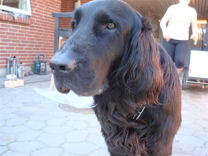 Flat coated retriever † Aladin - RIP † - Daws med dig, vil du lege? - jeg tager altid imod udfordringer billede 1