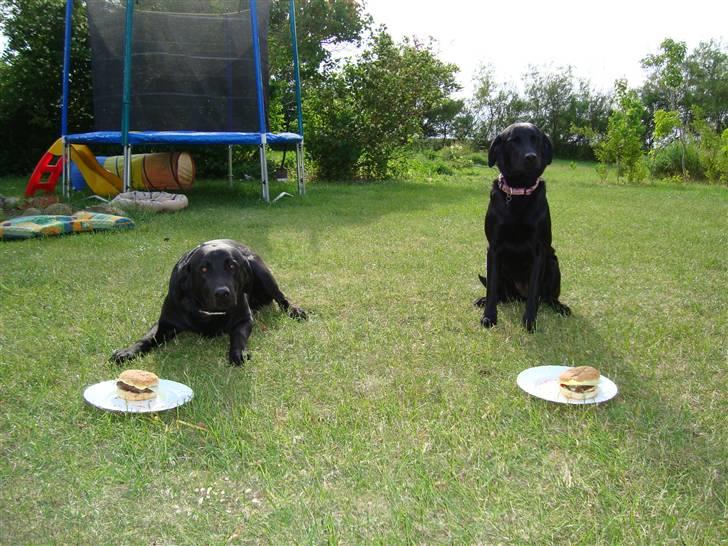 Labrador retriever Bess - mmm burger billede 19