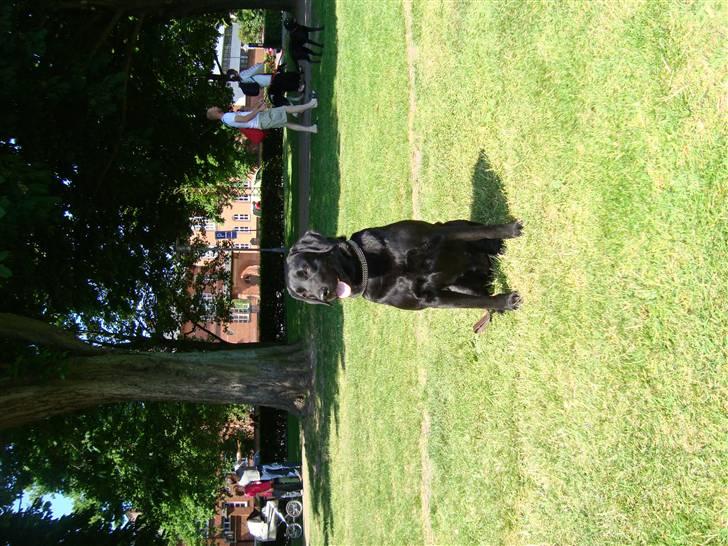 Labrador retriever Bess billede 20