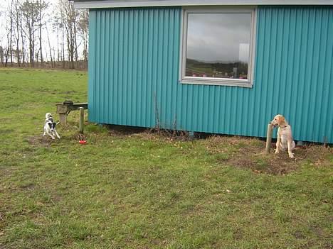 Dansk svensk gaardhund Misty - Misty og Cody, til hygge træning en søndag - feb. 2007 billede 7