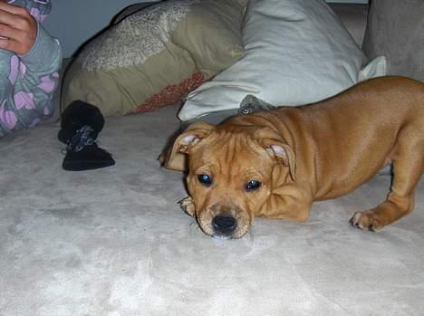 Staffordshire bull terrier Angie billede 1